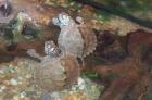 2 Höckerschildkröten Wasserschildkröten zu vergeben.